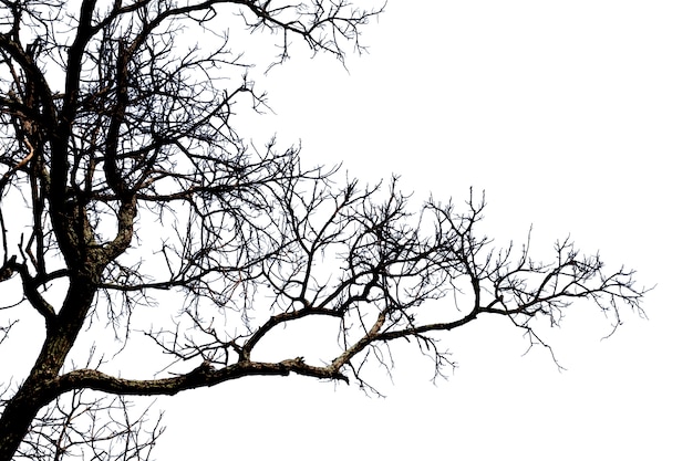 Rami morti, albero morto sagoma o albero secco su sfondo bianco con tracciato di ritaglio.