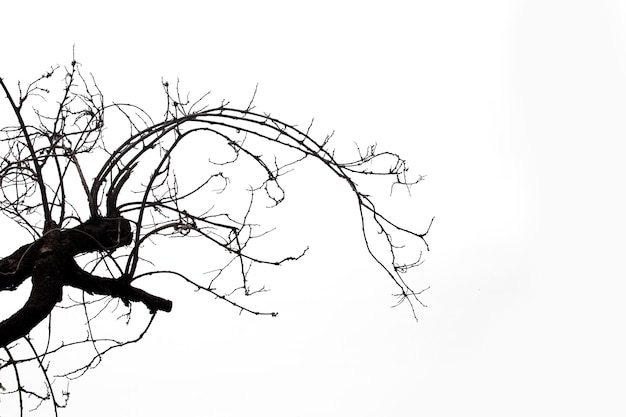 Dead branches, Silhouette dead tree or dry tree on white with clipping path.