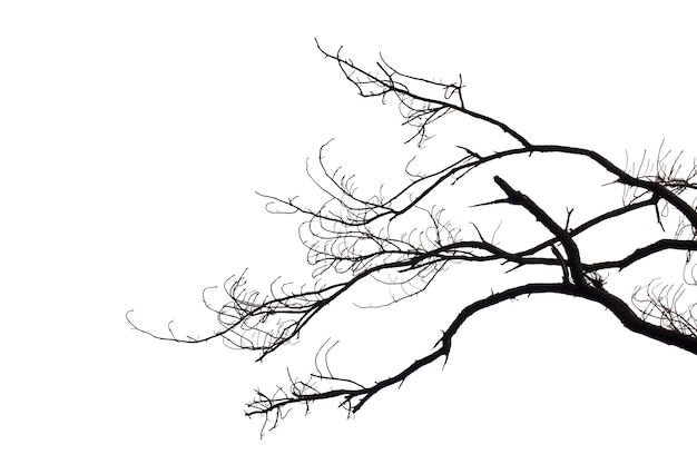 Фото Мертвые ветви, silhouette мертвое дерево или сухое дерево на белой предпосылке с путем клиппирования.