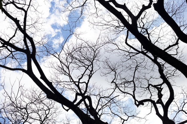 青い空と雲と枯れ枝の木のシルエット