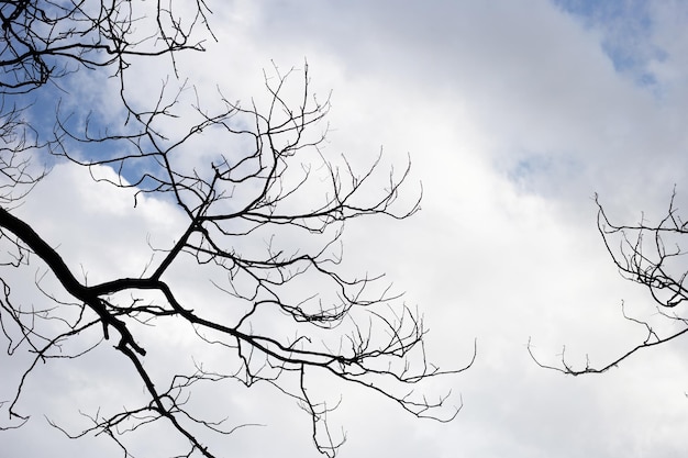 Photo dead branches tree silhouette with blue sky and cloud