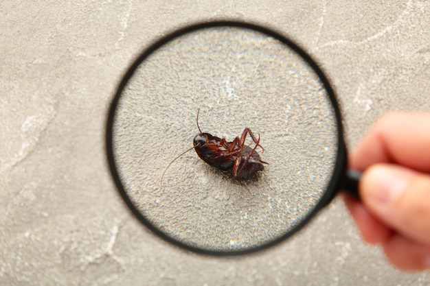 Dead cockroach on floor zooming by magnifying glass