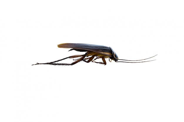 Dead cockroach supine upside isolated 