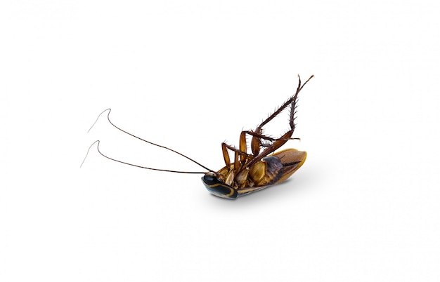 Dead cockroach supine upside isolated