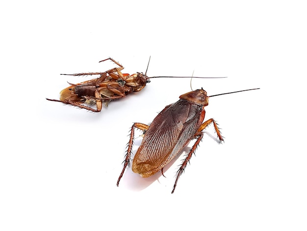 Dead cockroaches on white background