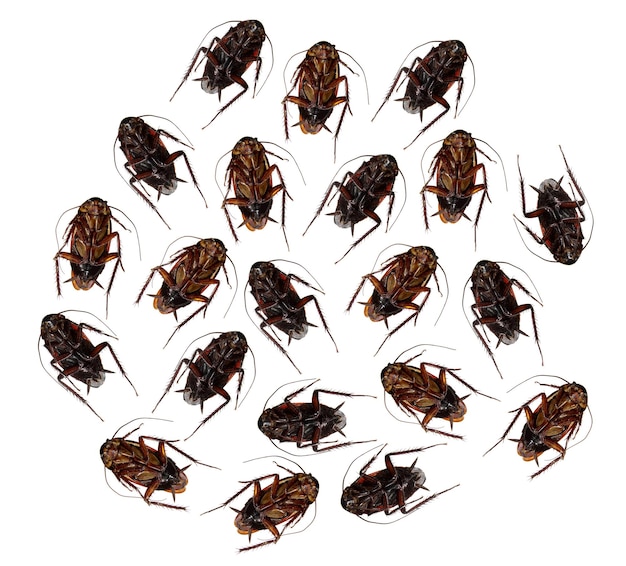 Dead Cockroaches