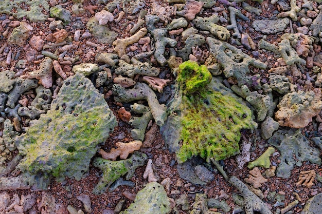 Dead coral fragments lying on a beach coral reefs on the beach Beach surface background Beach texture Rocky beach