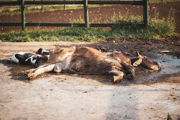 Dead cow and calves lying at the farm Domestic animals disease and health care