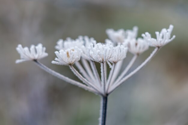 Dead Cow Parsley covered in hoar frost on a winters day