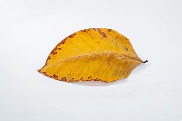 Dead Dry autumn leaf isolated on white background