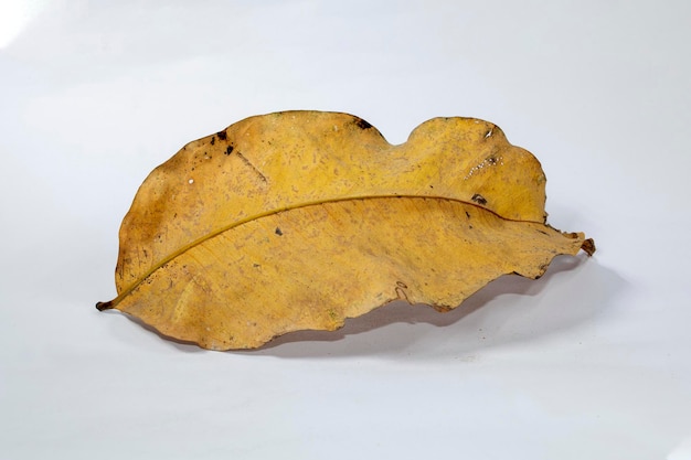 Dead Dry autumn leaf isolated on white background