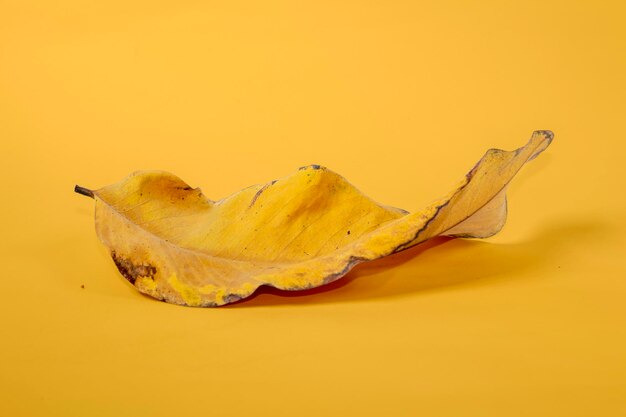 Dead dry leaf isolated on yellow background autumn leaves