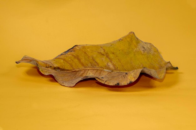 Dead dry leaf isolated on yellow background autumn leaves