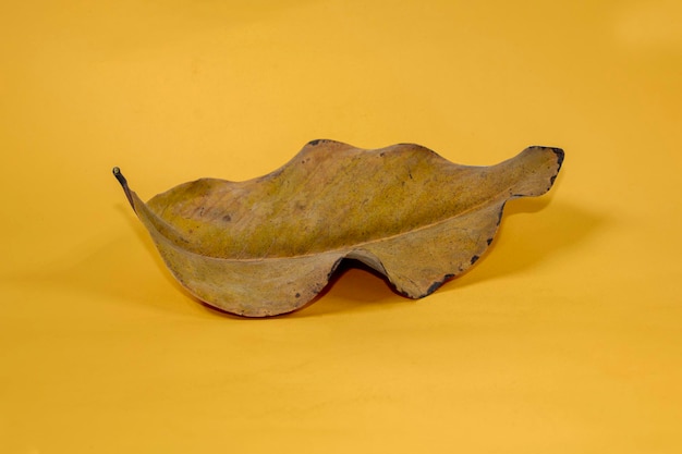 Dead dry leaf isolated on yellow background autumn leaves
