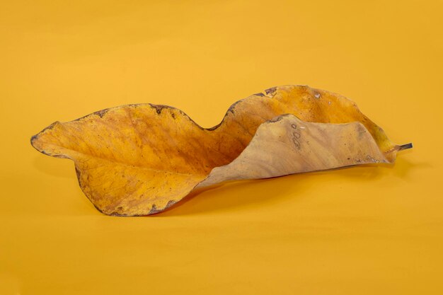 Dead dry leaf isolated on yellow background autumn leaves