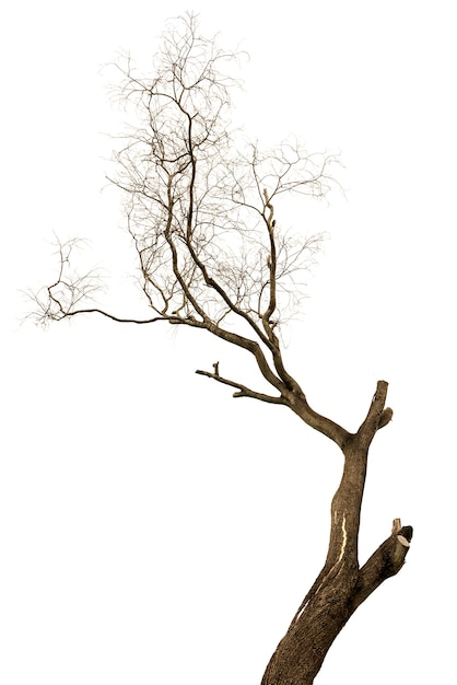 Dead and dry tree isolated on white background