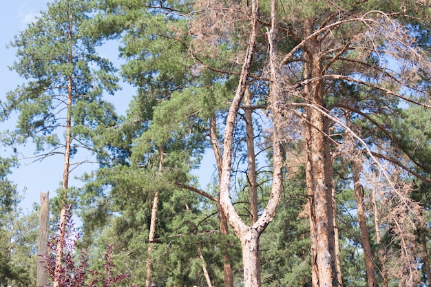 Dead dry tree in park among another green pine trees