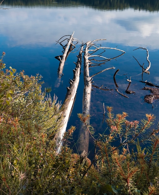 Dead dry tree trunks in the lake