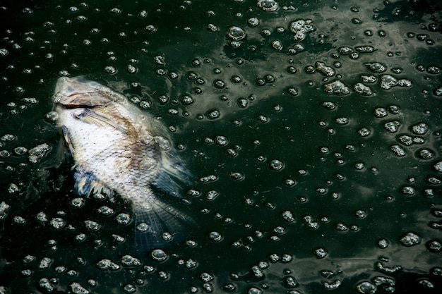 廃水中の死んだ魚