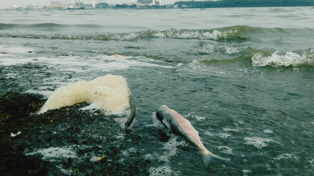 Photo dead fish on beach at dusk