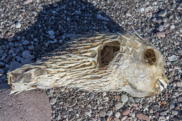 Photo dead fish on the beach