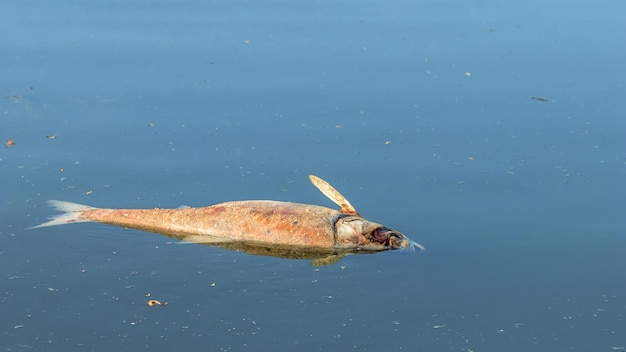 Premium Photo  Dead fish float to the surface of the water