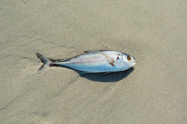 砂浜で死んだ魚