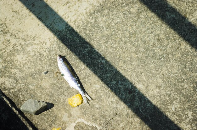 Dead fish and a shadow line