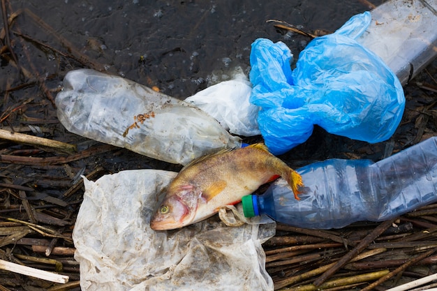 Dead fish with plastic trash on the ocean. Concept for the protection of marine life and oceans.