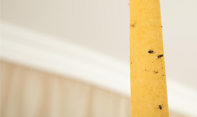 Dead flies on a sticky adhesive tape