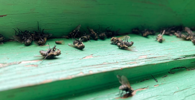 Photo dead flies on the windowsill in spring