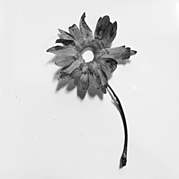 Dead flower on white background