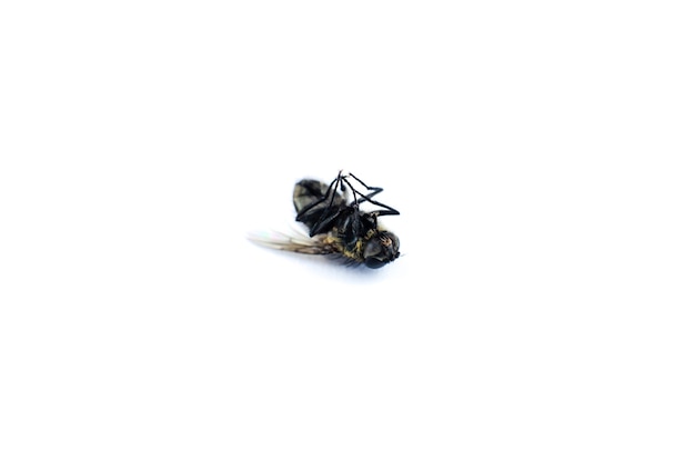 Dead fly on white background. Close up photo. Protection from Insects in house.