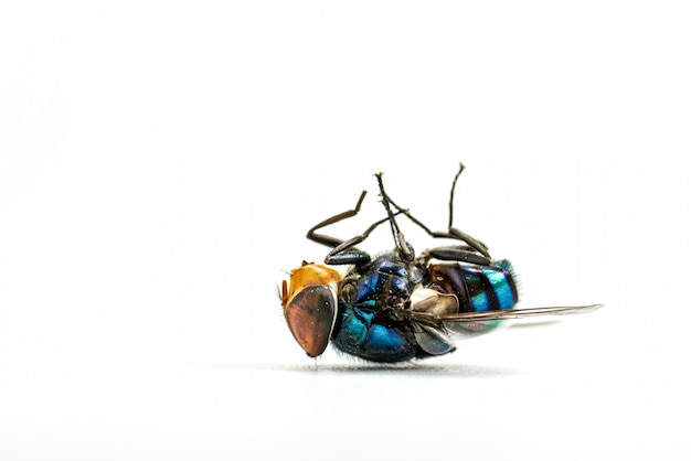 Dead fly on white background