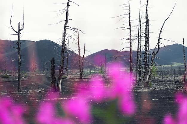 Dead Forest and black lava fields near Tolbachik volcano in Kamchatka peninsula, Russia. Blurred pink flowers in the foreground