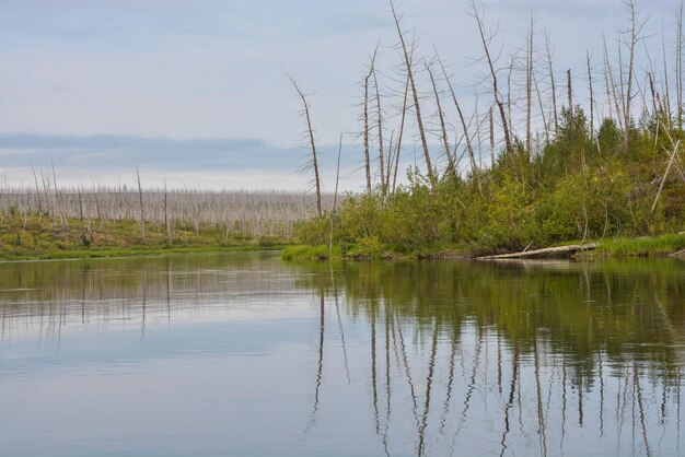 Dead Forest Killed By The Norilsk Nickel Plant