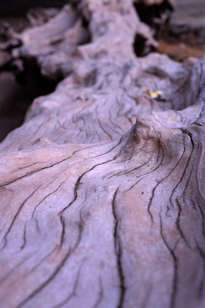 Foto struttura dell'albero di frangipani morto