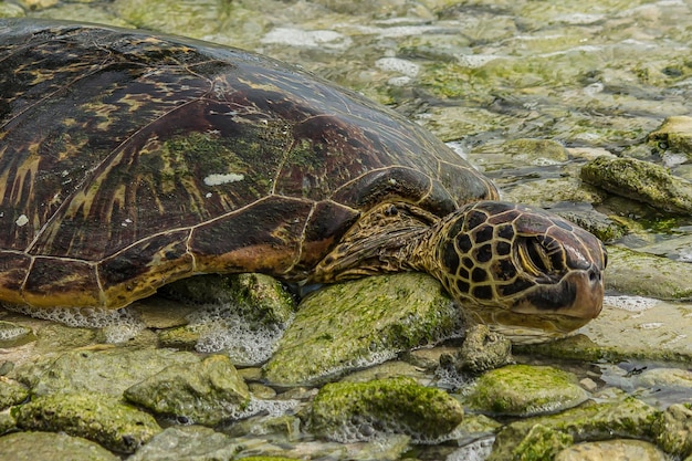 Dead green sea turtle Chelonia mydas on the rocky shore