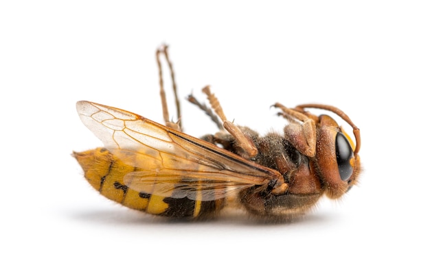 Dead Hornet lying on its back, isolated on white