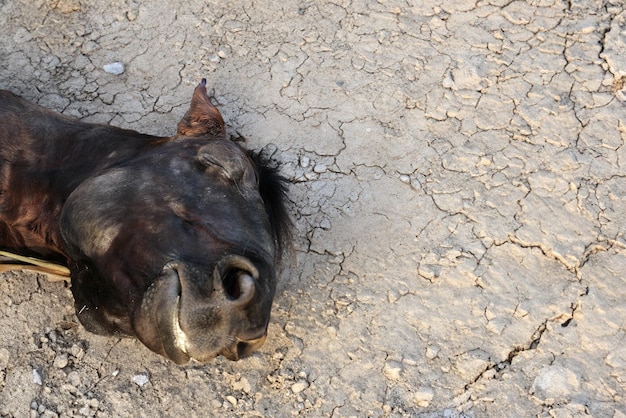 死んだ馬 乾いた地に