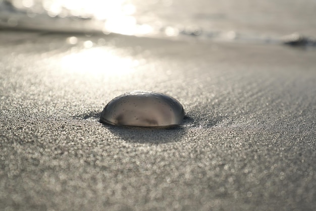 Мертвое тело медузы лежит на пляже в песке перед морским пейзажем