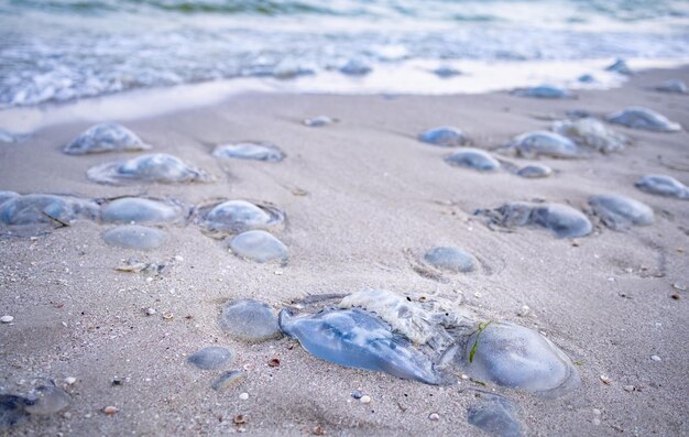 Dead jellyfish lie on a sandy shore signed by water on the Sea of Azov