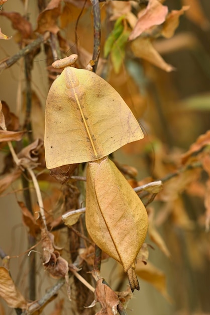 そのカモフラージュを示す死んだ葉カマキリ昆虫