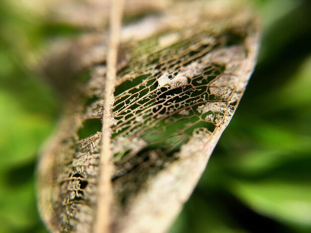 Photo dead leaf