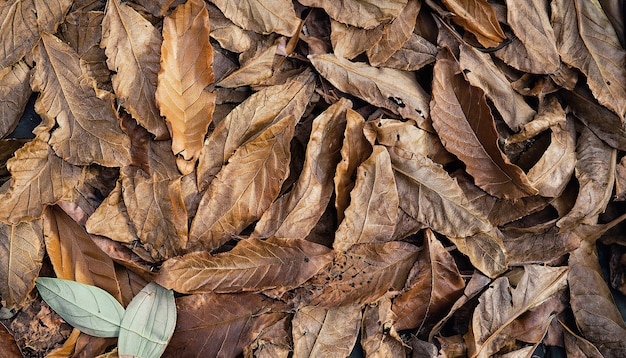 Photo dead leaves texture background