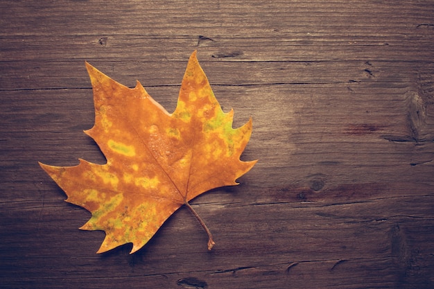 Dead leaves on wooden bench background