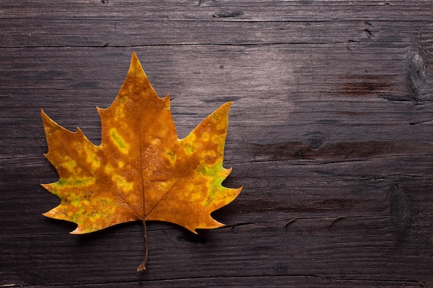 Dead leaves on wooden bench