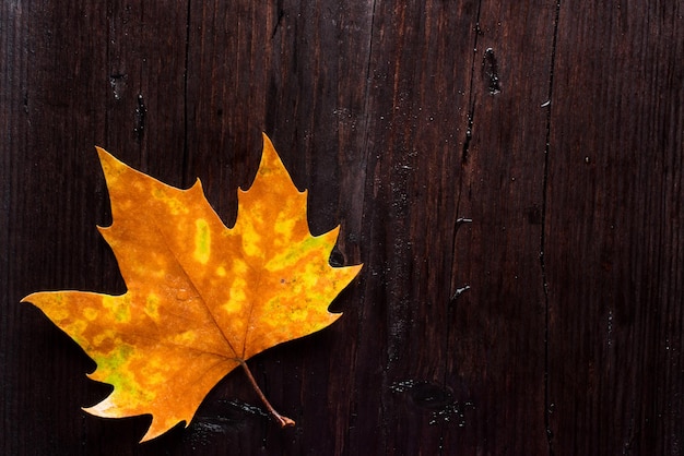 Dead leaves on wooden bench