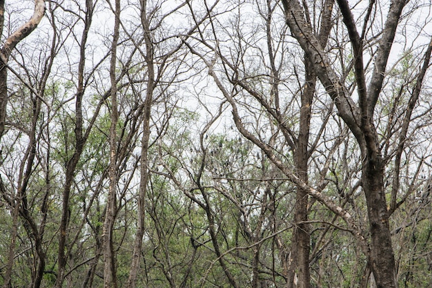 Muoiono gli alberi di mangrovie morte