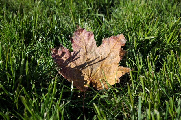 A dead maple leaf on the green grass.